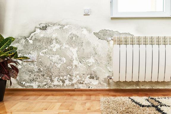 Professional to remove mold; mold in the wall by radiator